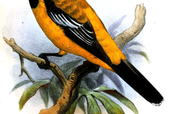 Sloet's Campochaera