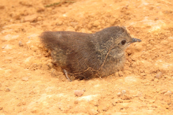 Small-billed Tinamou