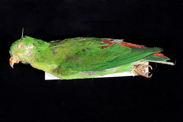 Small Lory