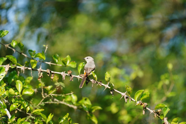Small Minivet