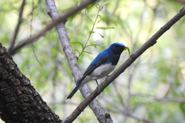 Small Niltava