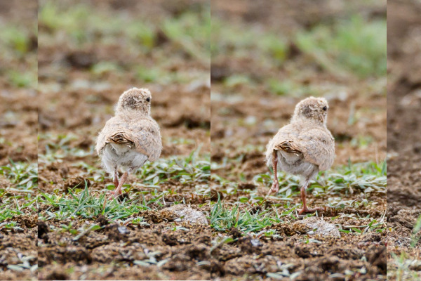 Small Pratincole