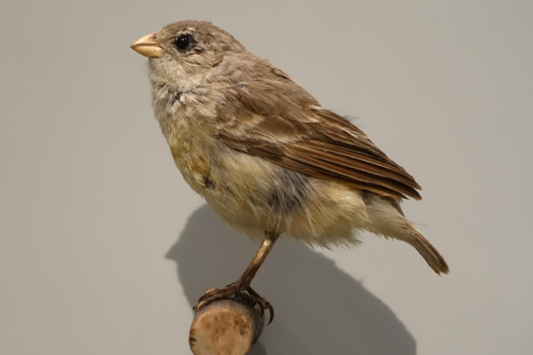 Small Tree Finch