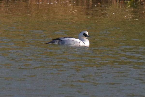 Smew