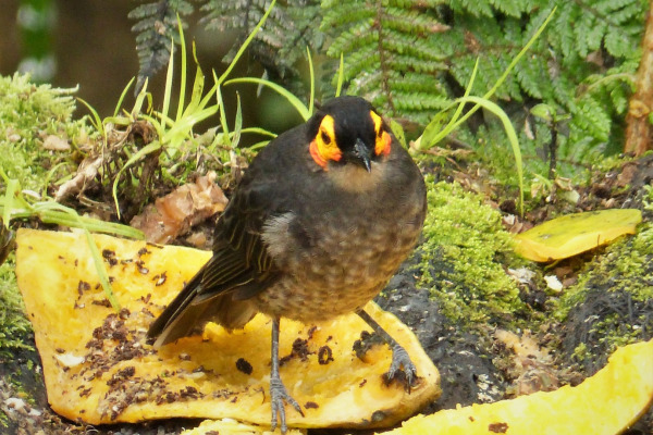Smoky Honeyeater