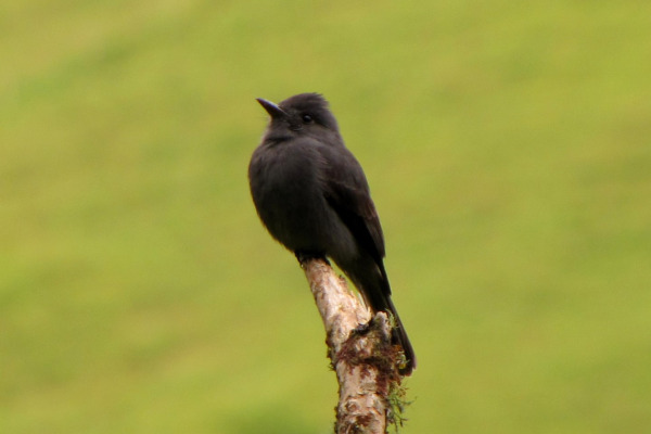 Smoky Pewee
