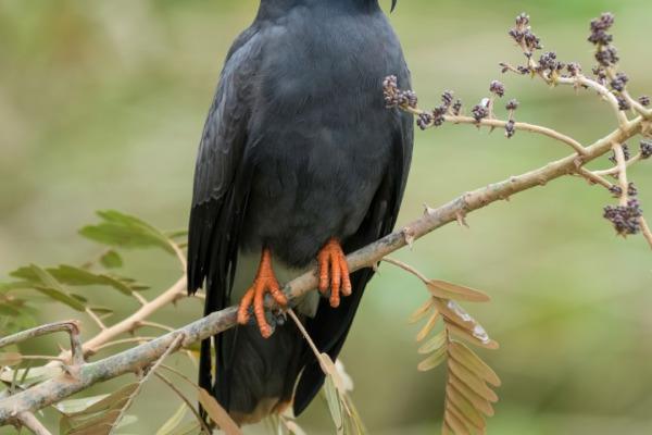 Snail Kite