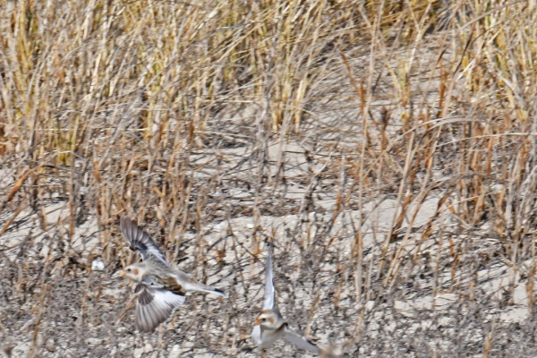 Snow Bunting