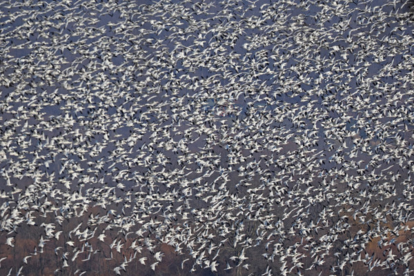Snow Goose