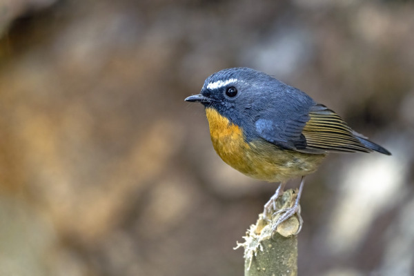 Snowy-browed Flycatcher
