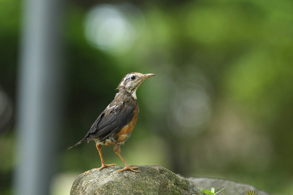 Snowy-browed Robin