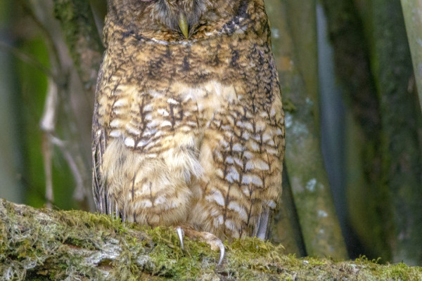 Snowy Owl