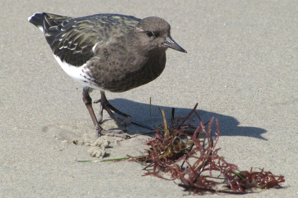 Snowy Plover