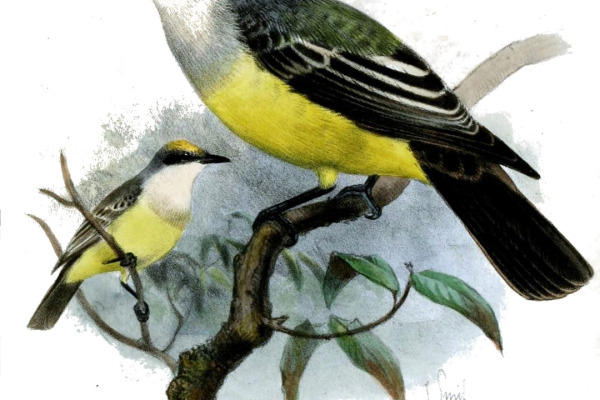 Snowy-throated Kingbird
