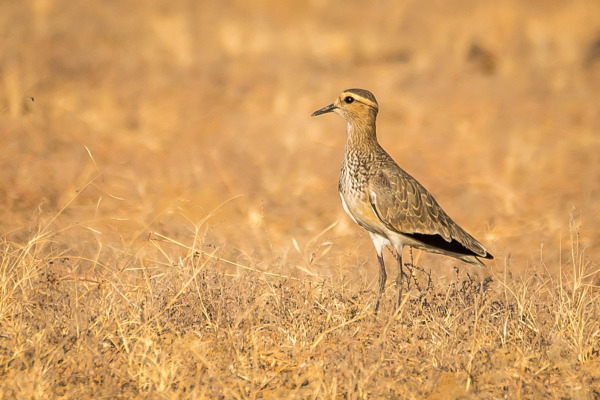 Sociable Lapwing
