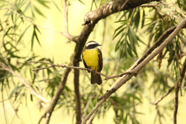 Social Flycatcher