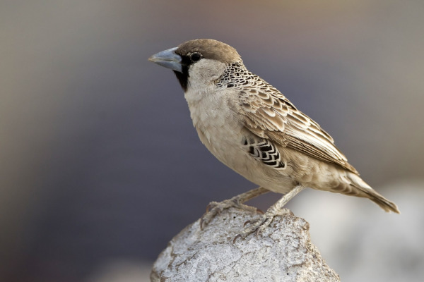 Social Weaver