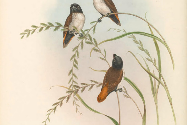 Society Finch
