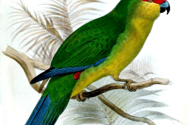 Society Parakeet