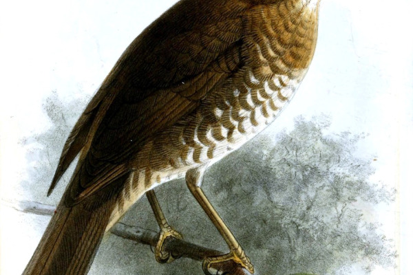Socorro thrush