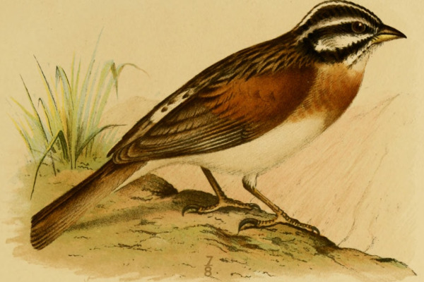 Socotra bunting