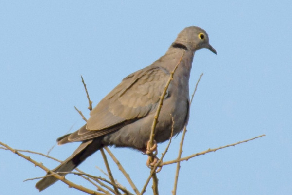 Socotra Collared Dove