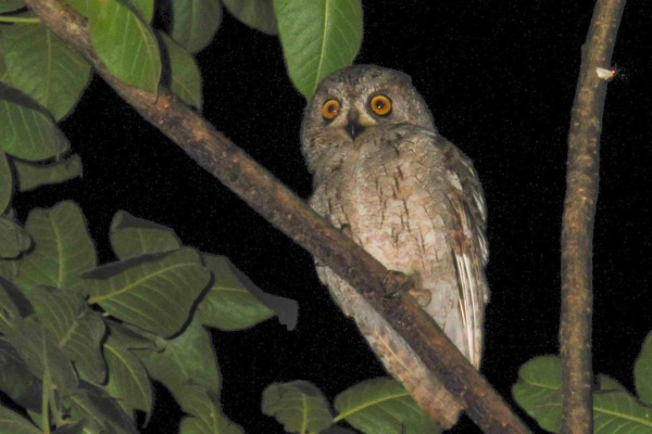 Socotra Scops Owl