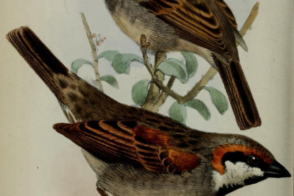 Socotra sparrow