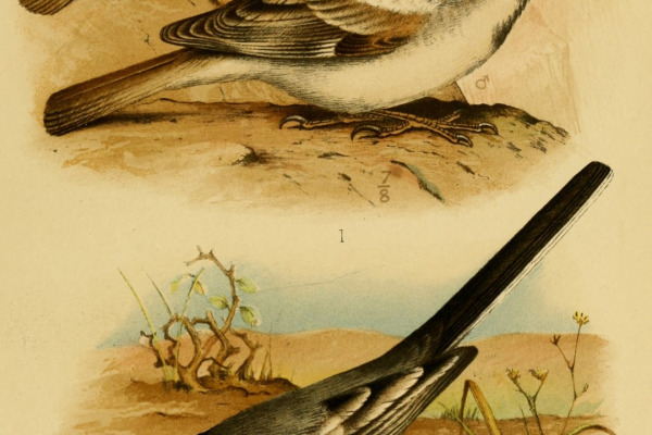 Socotra sparrow
