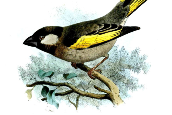 Socotra Starling