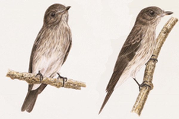 Sodhi's Flycatcher