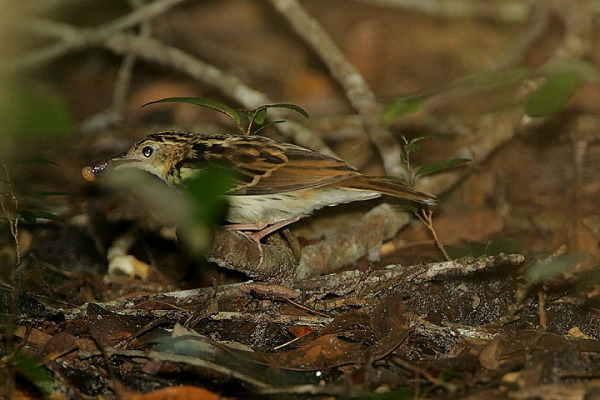 Sokoke Pipit