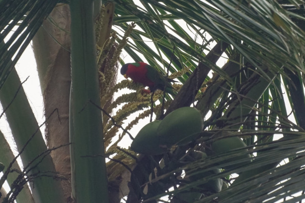 Solitary Lorikeet