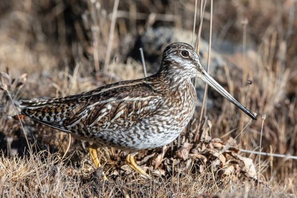 Solitary Snipe