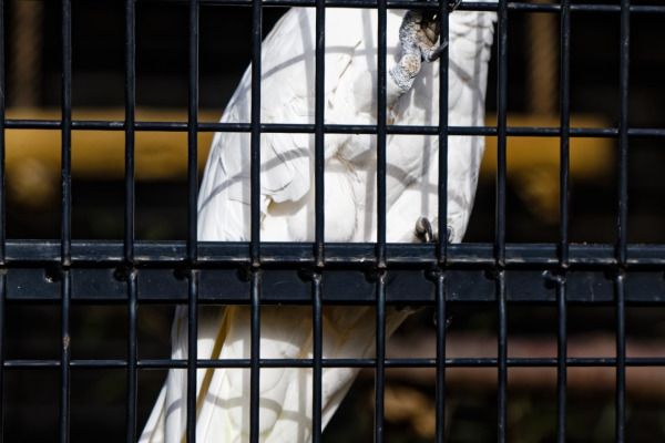 Solomon cockatoo
