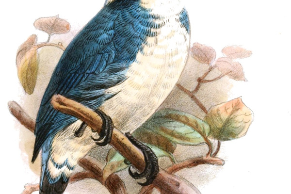 Solomon Islands kingfisher