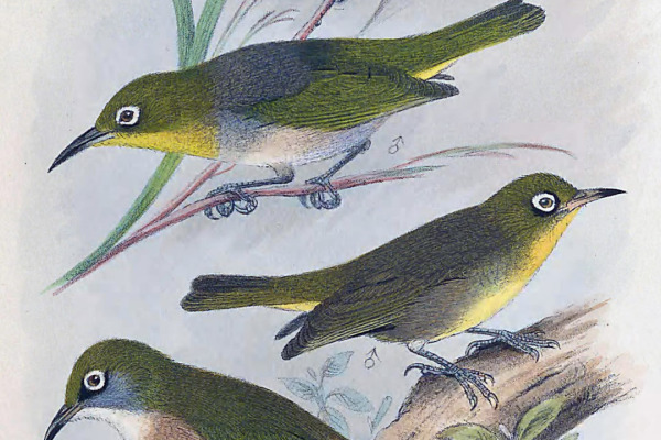 Solomon Islands White-eye