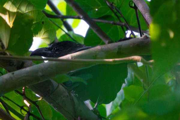 Solomons Coucal