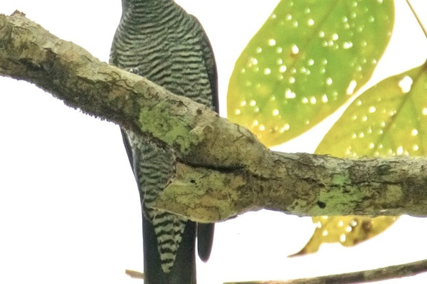 Solomons Cuckooshrike
