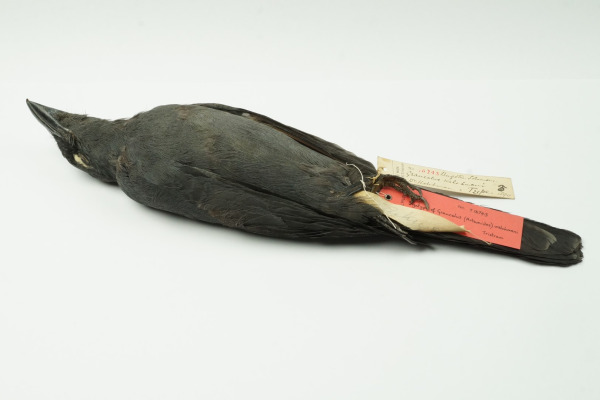 Solomons Cuckooshrike