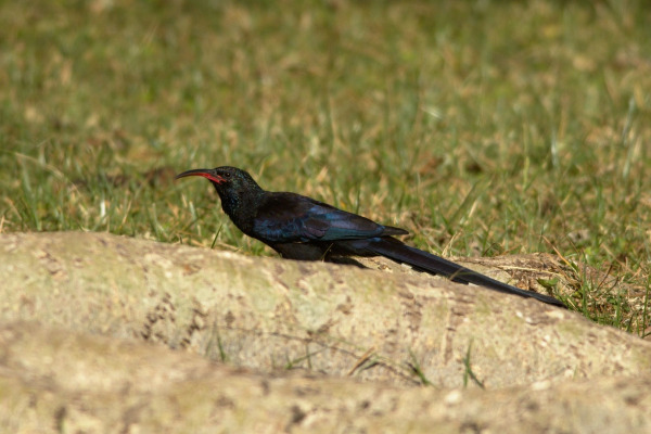 Somali Bee-eater