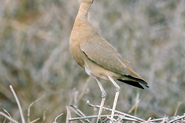 Somali Courser