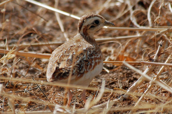 Somali Pigeon