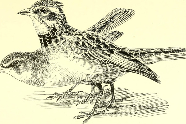 Somali Short-toed Lark
