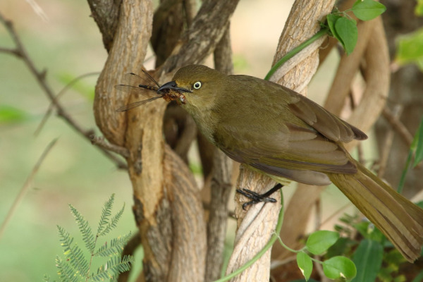 Sombre Greenbul