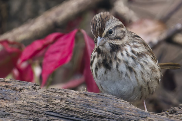 Song Sparrow