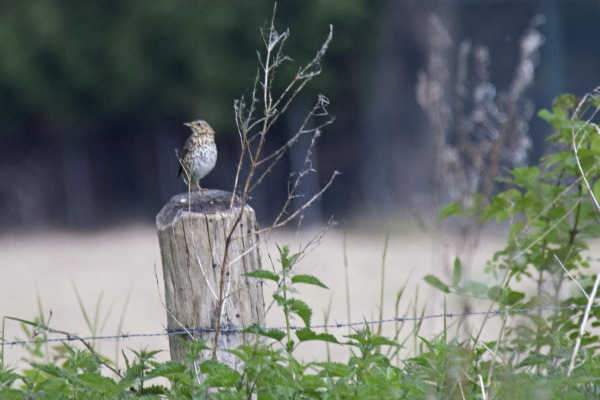 Song thrush