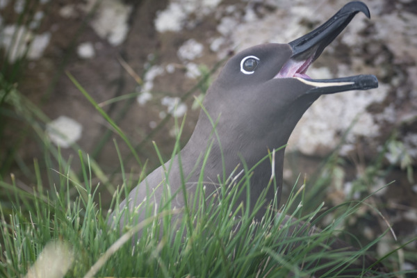 Sooty Albatross