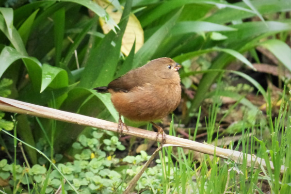 Sooty Boubou