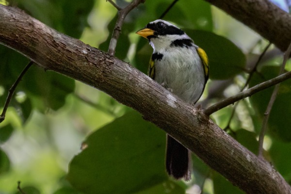 Sooty-capped Babbler